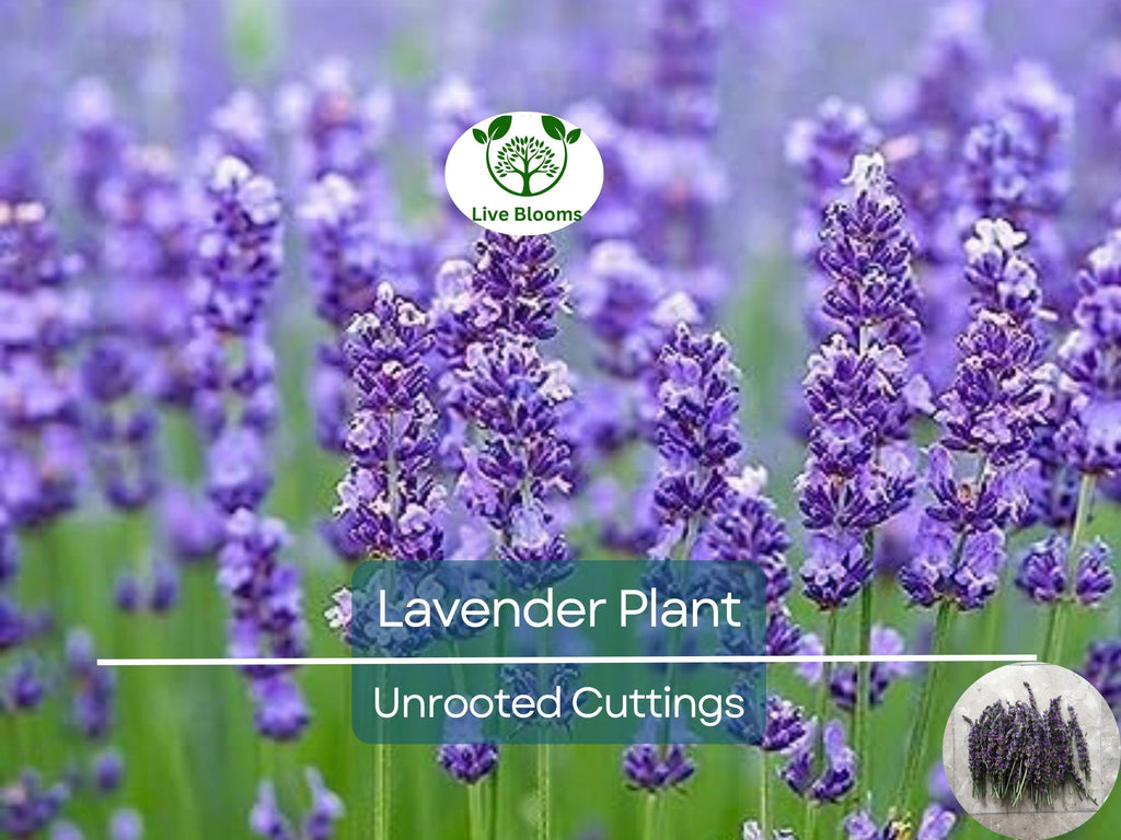 15 Organic Live California Lavender 6"  Unrooted Cuttings (Lavandula angustifolia), Fragrant Garden Plant, Ideal for Growing & Propagation