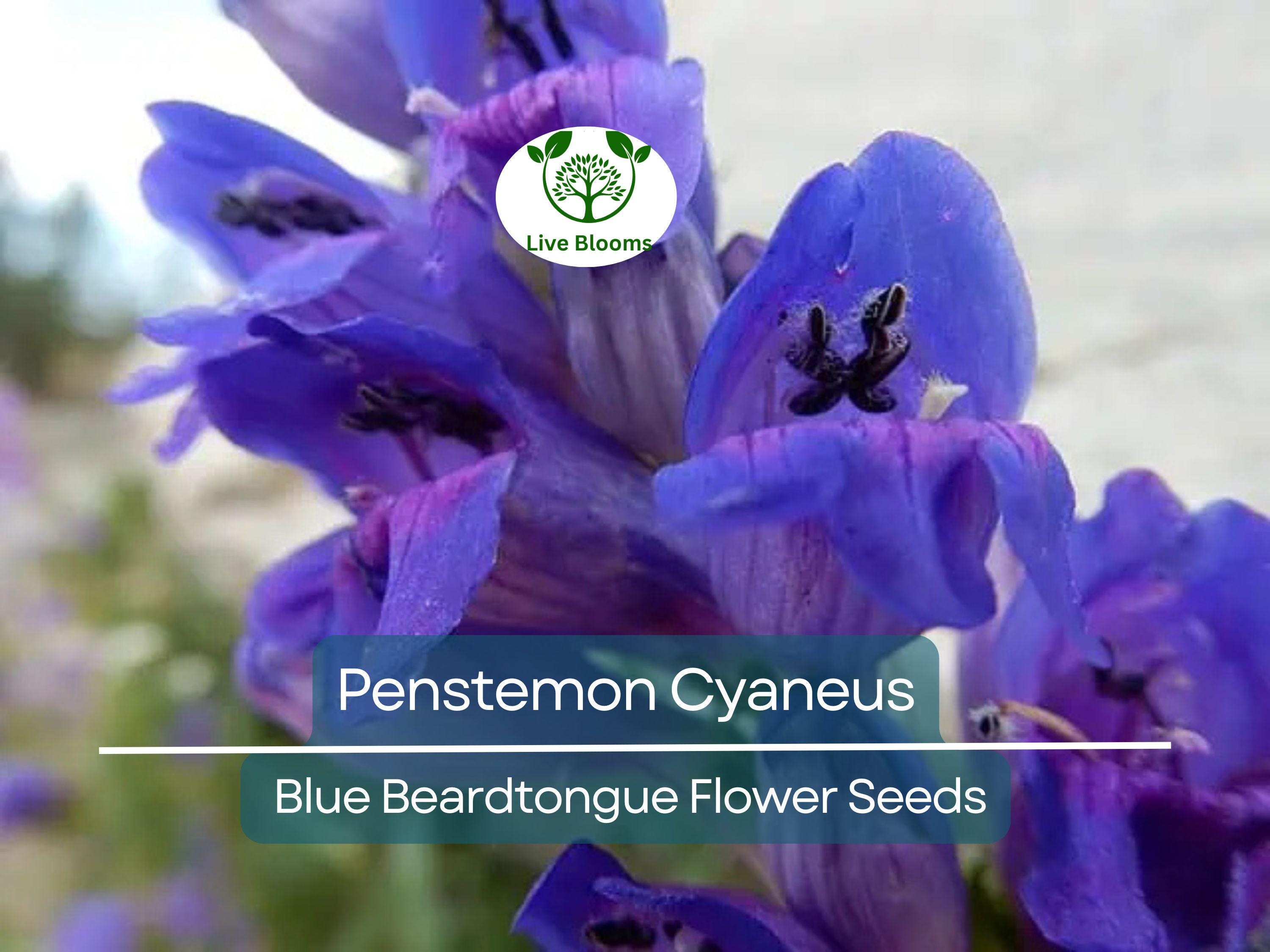 100 mg Seeds Penstemon Cyaneus (Blue Beardtongue) for Planting | Stunning Perennial Wildflower for Pollinator Gardens & Landscapes