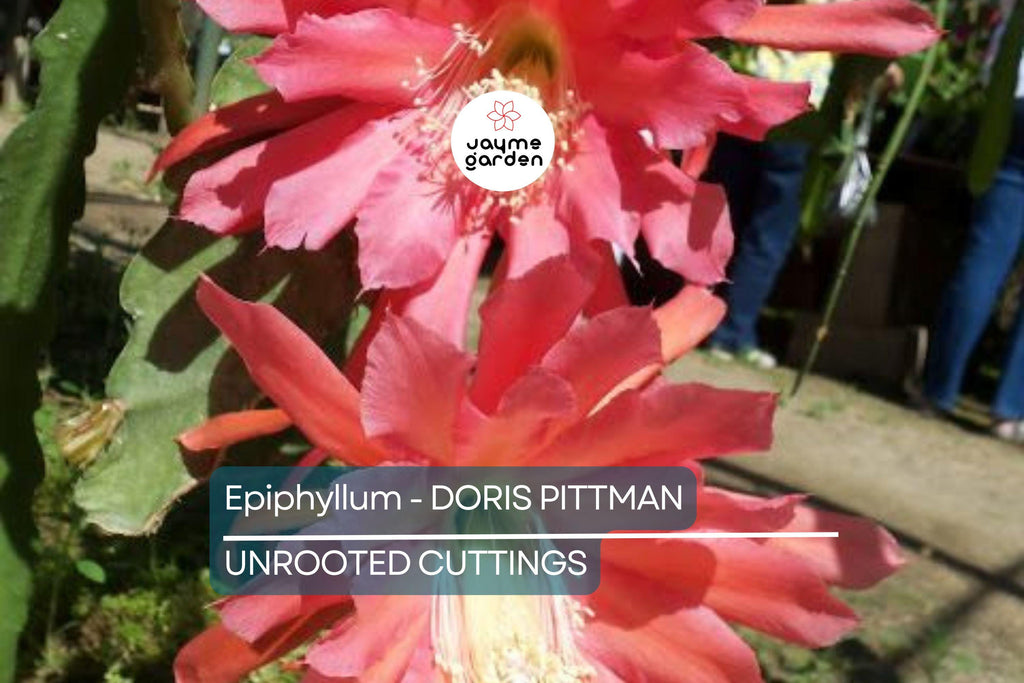 Epiphyllum 'Doris Pittman' | Unrooted Orchid Cactus Cutting (4-8") | Large Pink-Orange Blooms | Rare Variety