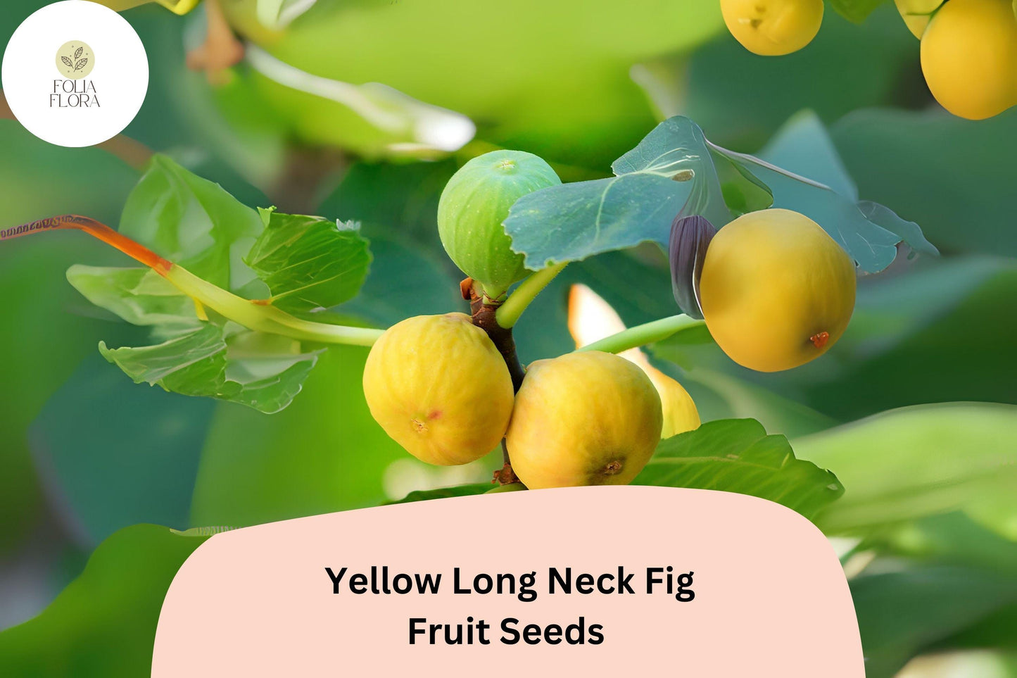 100+ Yellow Long Neck Fig Seeds – Grow Ficus carica Sweet, Large Figs for Garden & Home