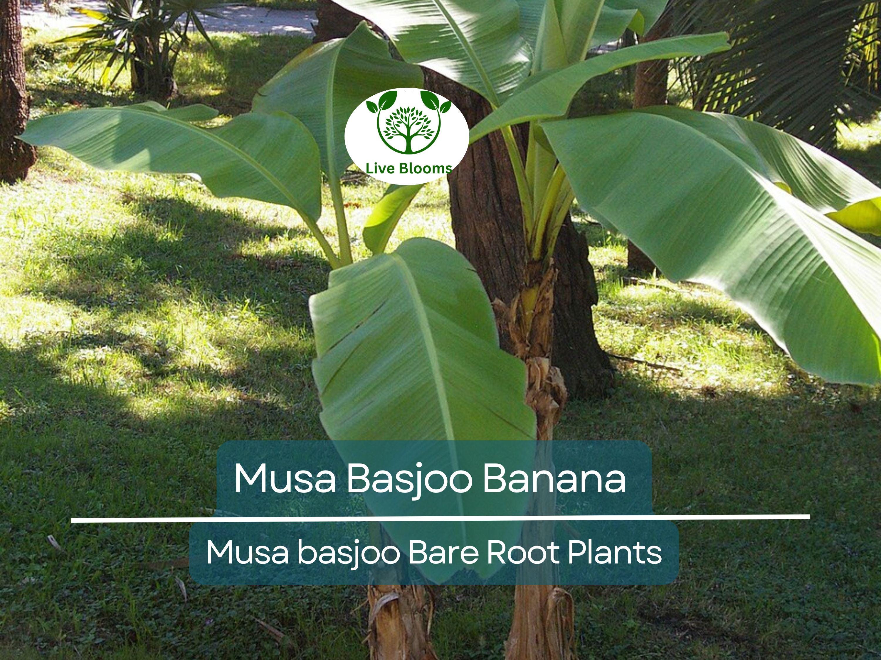 1 Musa Basjoo Banana – Live Starter Plug – Cold Hardy Tropical Plant – Rooted Live Banana Tree for Garden or Patio – Zone 5–11
