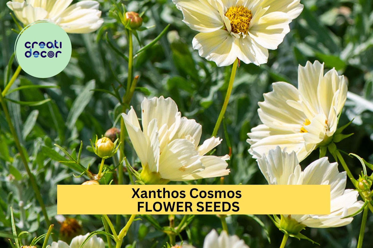 200+ Xanthos Cosmos Seeds – Soft Yellow Blooms for Garden Planting, Compact Pollinator-Friendly Annuals for Beds & Containers – USA