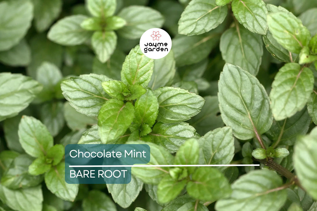 1 Chocolate Mint Live Starter Plant | Organic Homegrown Herb for Tea, Cooking, Oils & Aromatherapy | Fast Growing