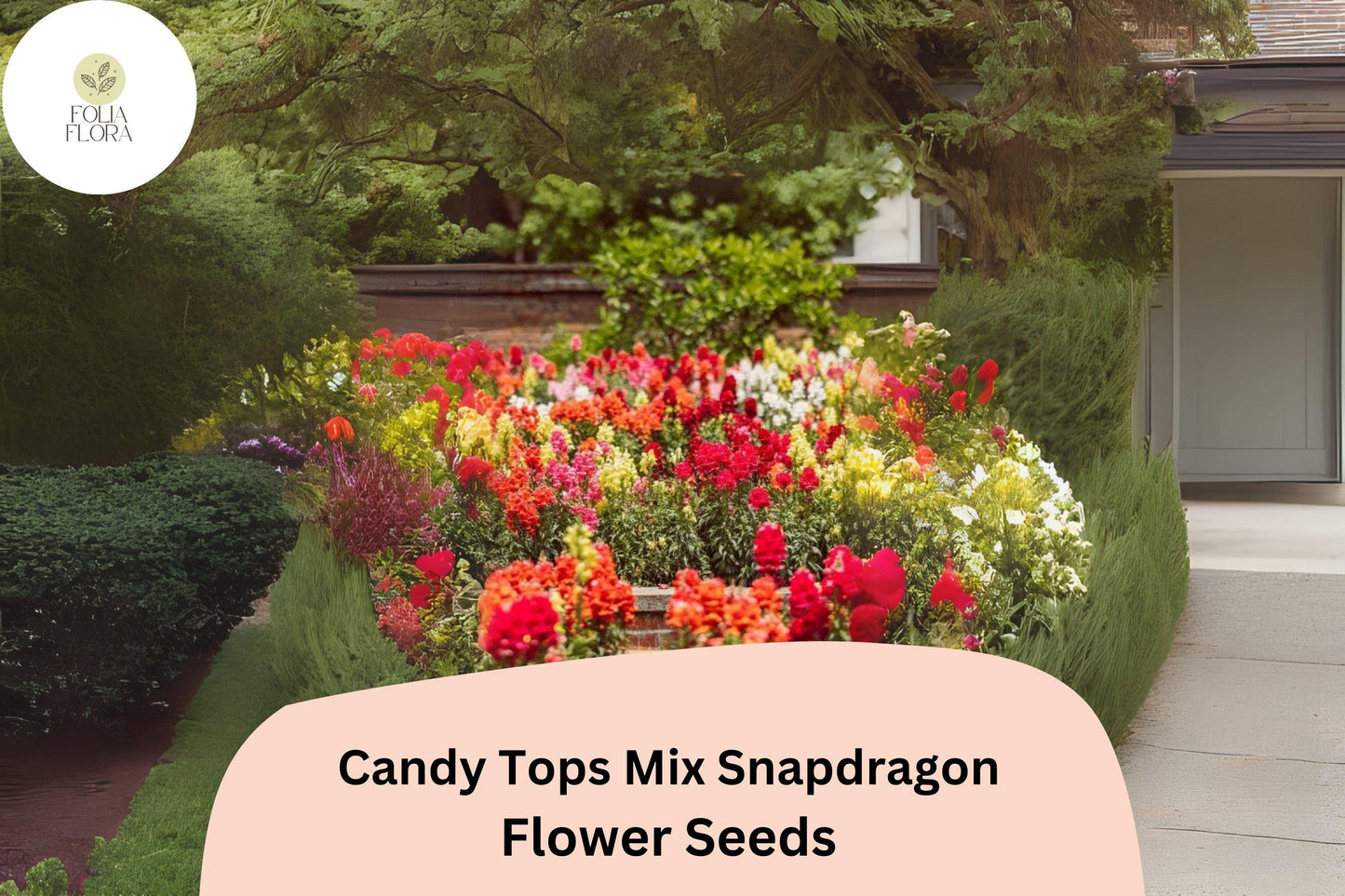 Candy Tops Mix Snapdragon Seeds (Antirrhinum majus) | 1000+ Seeds | Compact, Vibrant Blooms for Garden & Containers