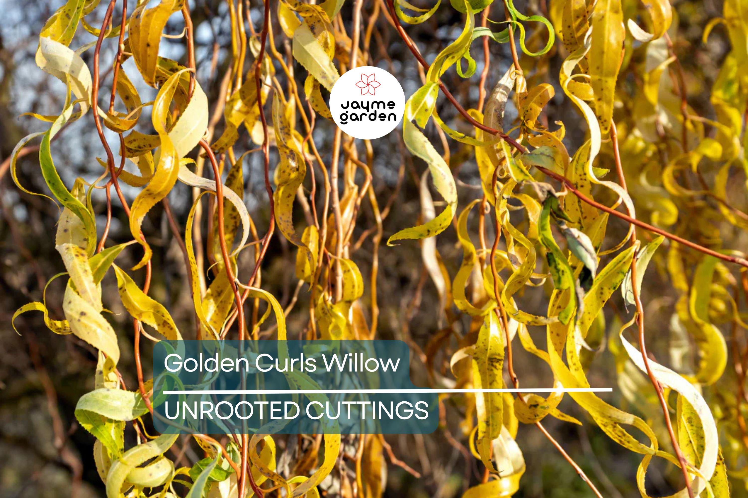 Rare Golden Curls Willow Tree Cutting | Live Dwarf Gold Dragon Claw Plant | Fast Growing Bonsai | Hardy Zones 3-10