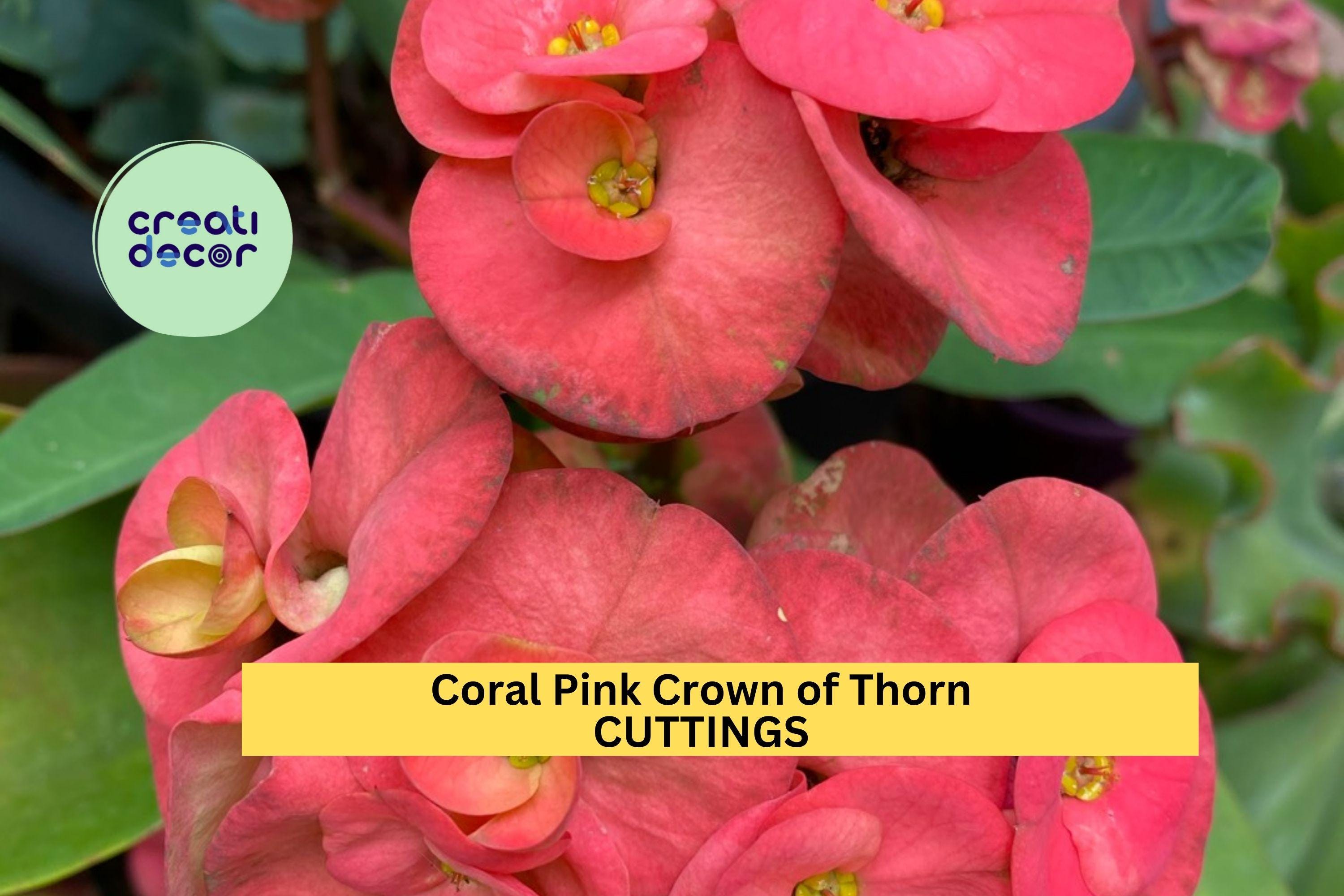 1 Coral Pink Crown of Thorns Cutting – Euphorbia milii | Large Bloom Variety | Tropical Succulent for Pots, Borders, or Sunny Patios