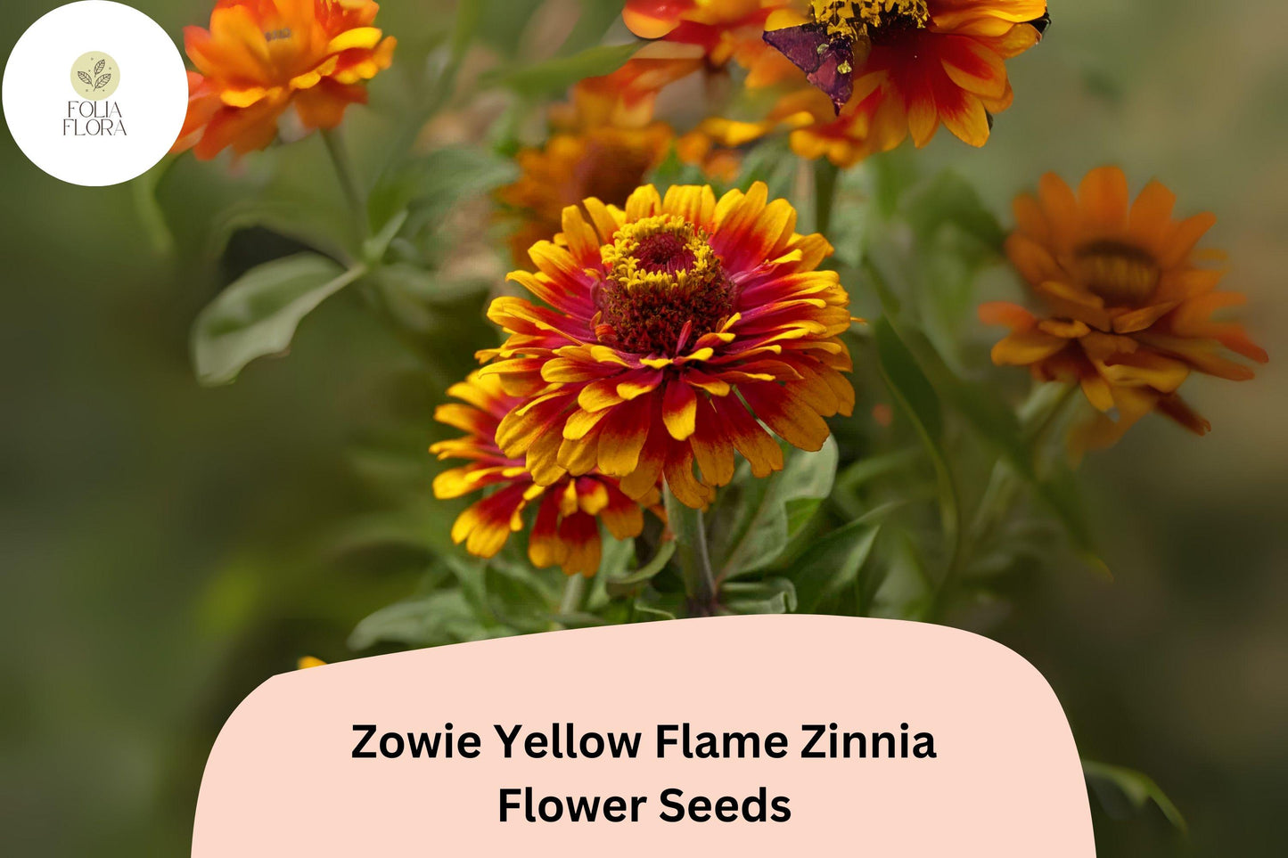 100+ Zowie Yellow Flame Zinnia Seeds – Bold Bi-Color Blooms for Garden Planting, Beds & Cut Flowers