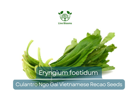 100 Seeds Culantro Ngo Gai - Eryngium foetidum | Vietnamese Recao for Planting | Heirloom Herb for Culinary Use & Garden
