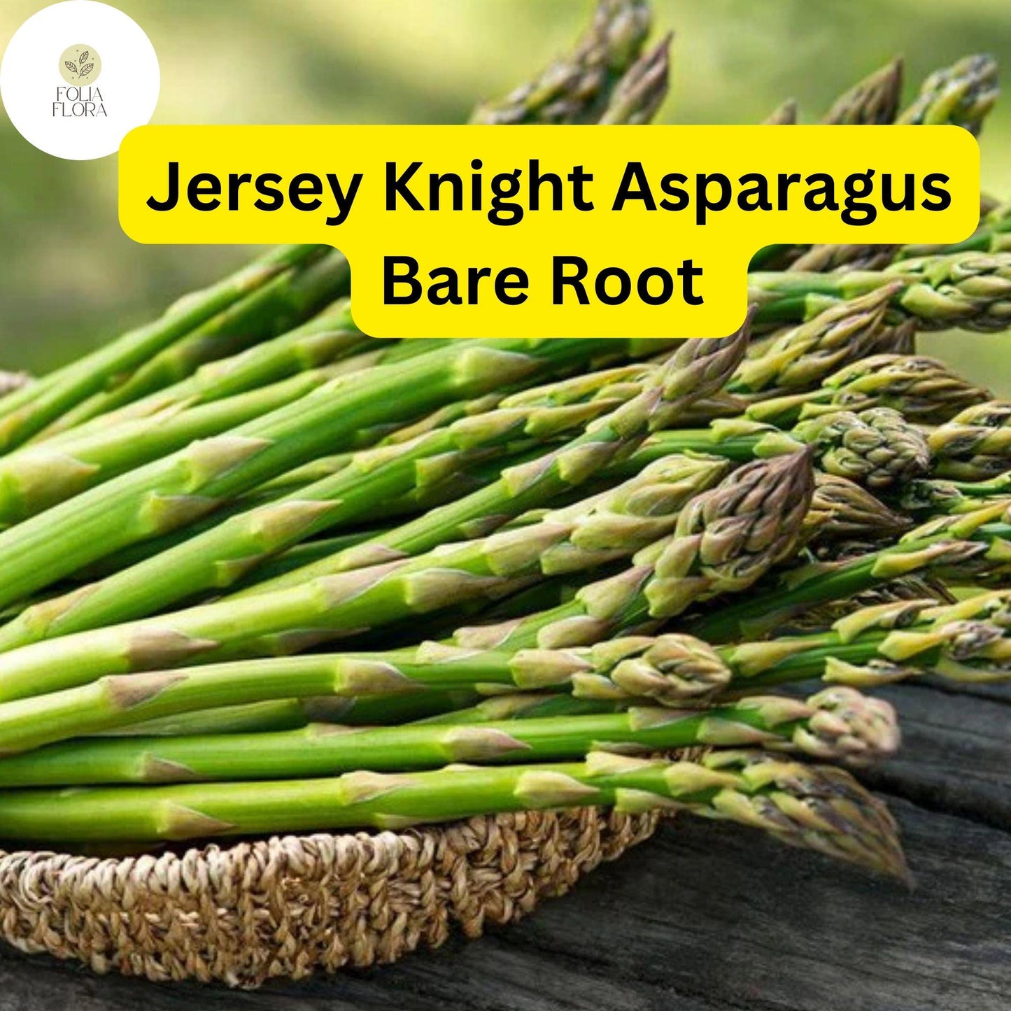 10 Green Jersey Knight Live Asparagus Bare Root - 2yr Crowns, High-Yield Perennial