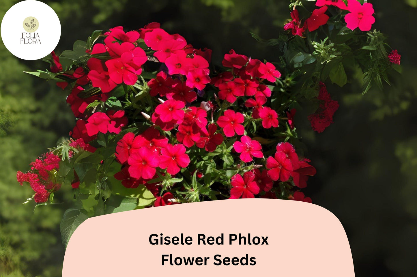100+ Gisele Red Phlox Seeds for Planting | Phlox drummondii Annual Flower Seeds | Bright Scarlet-Red Blooms for Garden & Beds