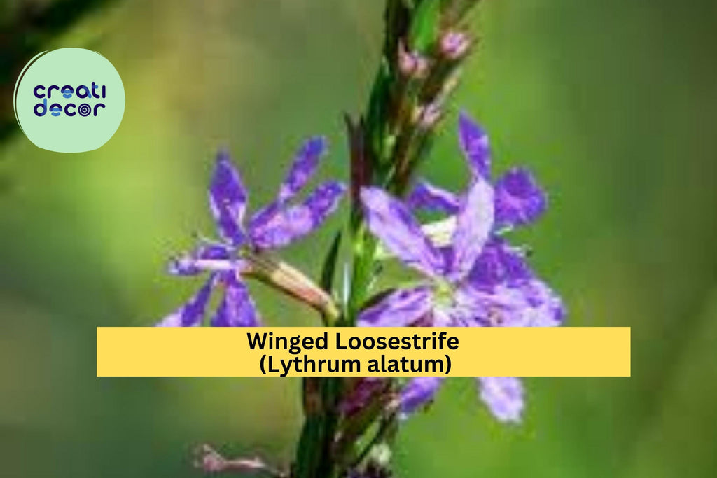 Winged Loosestrife Seeds (Lythrum alatum) – 3000 Native Wildflower Seeds | Pollinator-Friendly, Wetland & Meadow Plant | Zones 4–8
