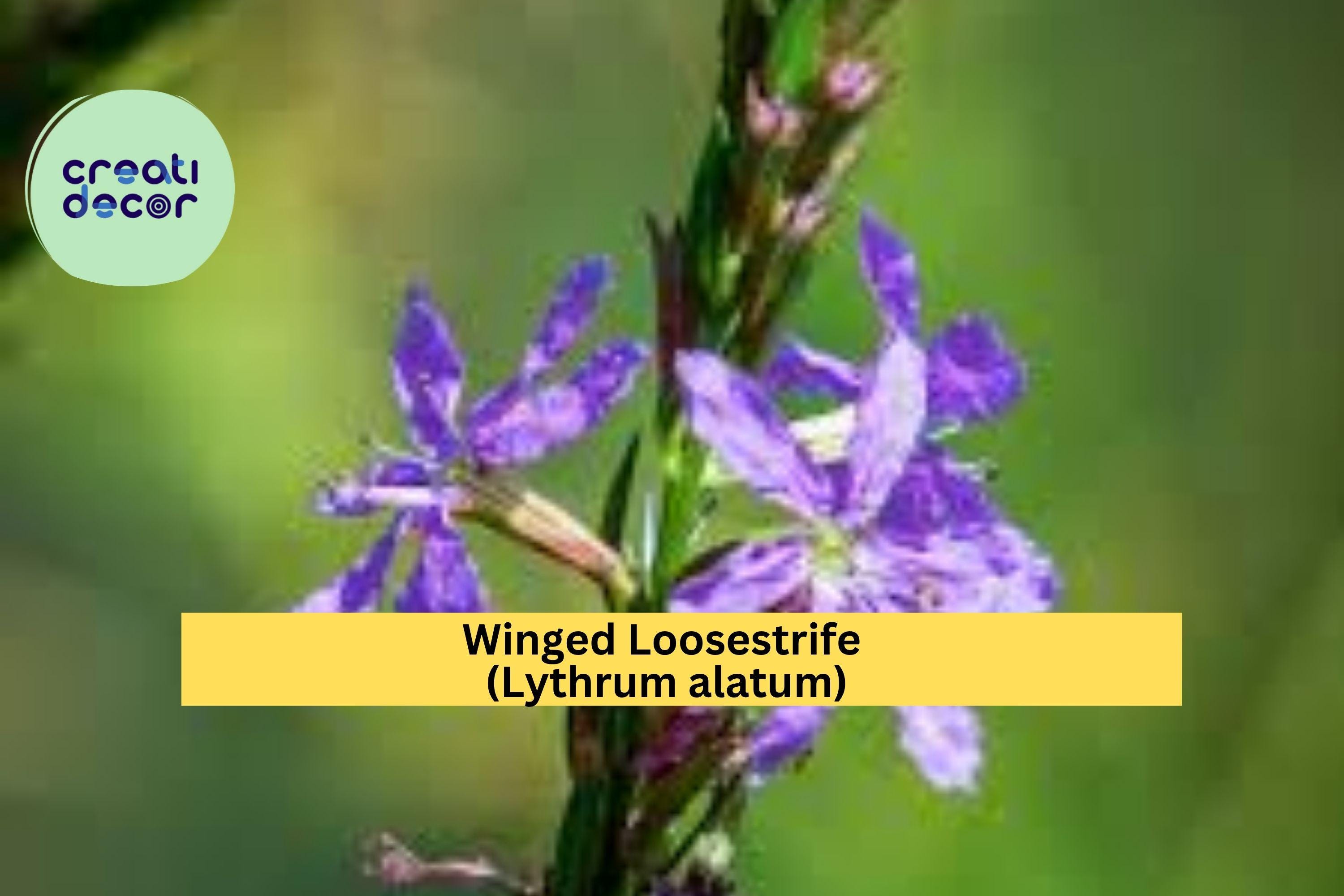Winged Loosestrife Seeds (Lythrum alatum) – 3000 Native Wildflower Seeds | Pollinator-Friendly, Wetland & Meadow Plant | Zones 4–8