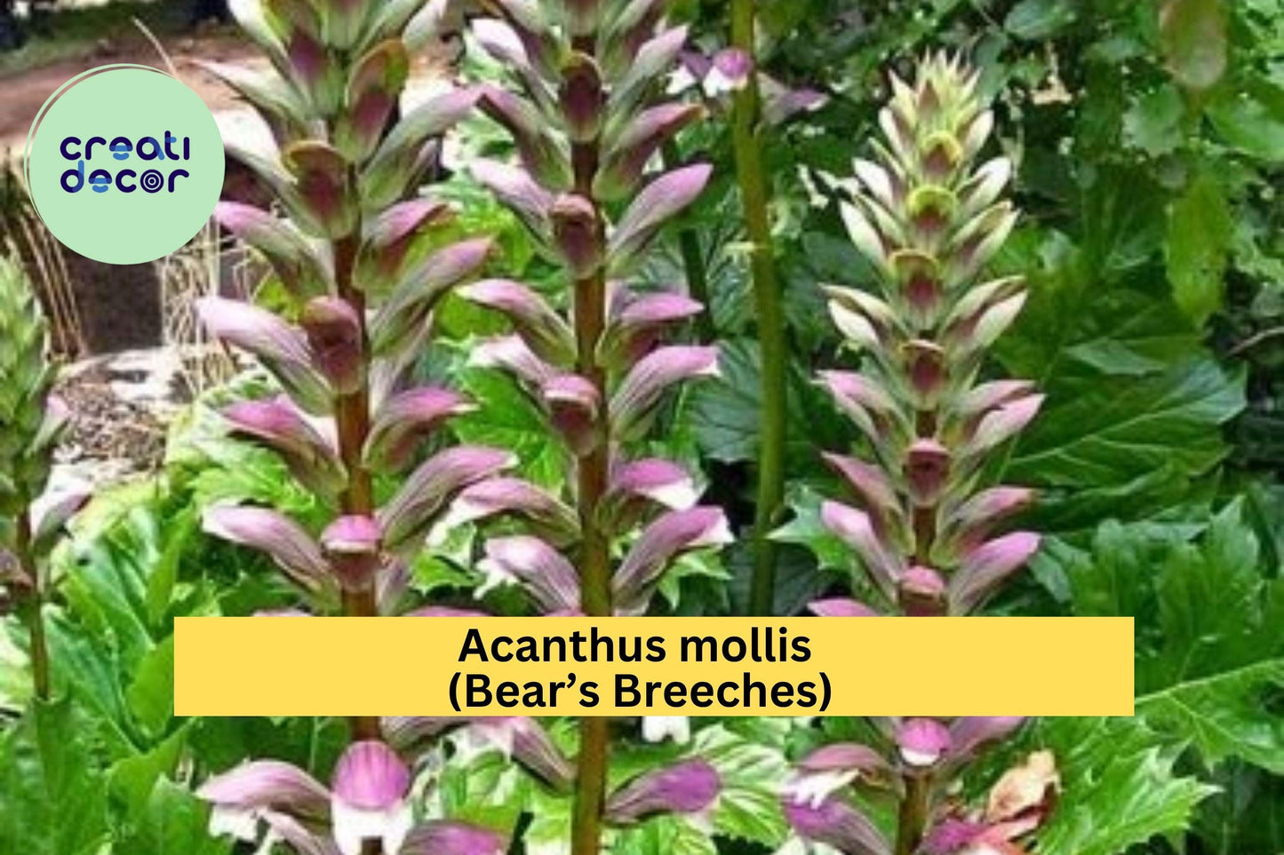 Acanthus Mollis Bear’s Breeches Live Root – Hardy Perennial Shrub with Purple & White Blooms, Ornamental Flowering Plant