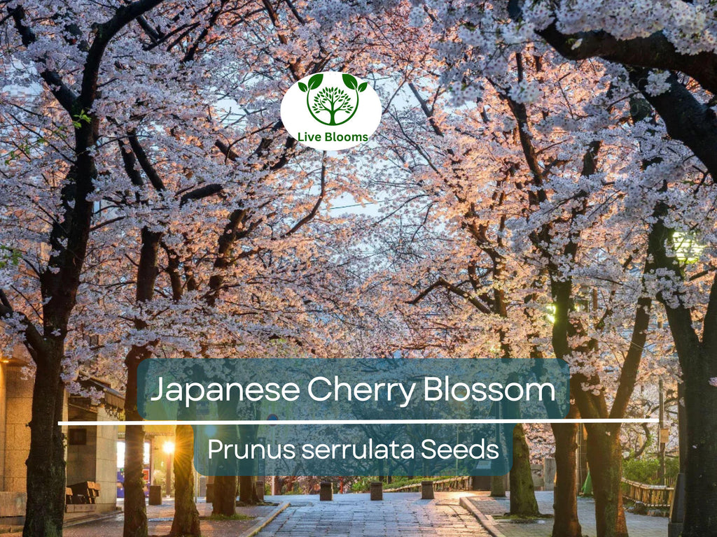 20 Japanese Cherry Blossom Tree Seeds (Prunus serrulata) | Pink Flowering Sakura Bonsai, Beautiful Spring Blooms, Ornamental Tree