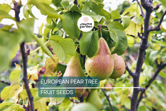 10 European Pear Tree Seeds (Pyrus communis) – Hardy Fruit Tree, White Spring Blossoms, USDA Zones 5-8, Fast-Growing Ornamental