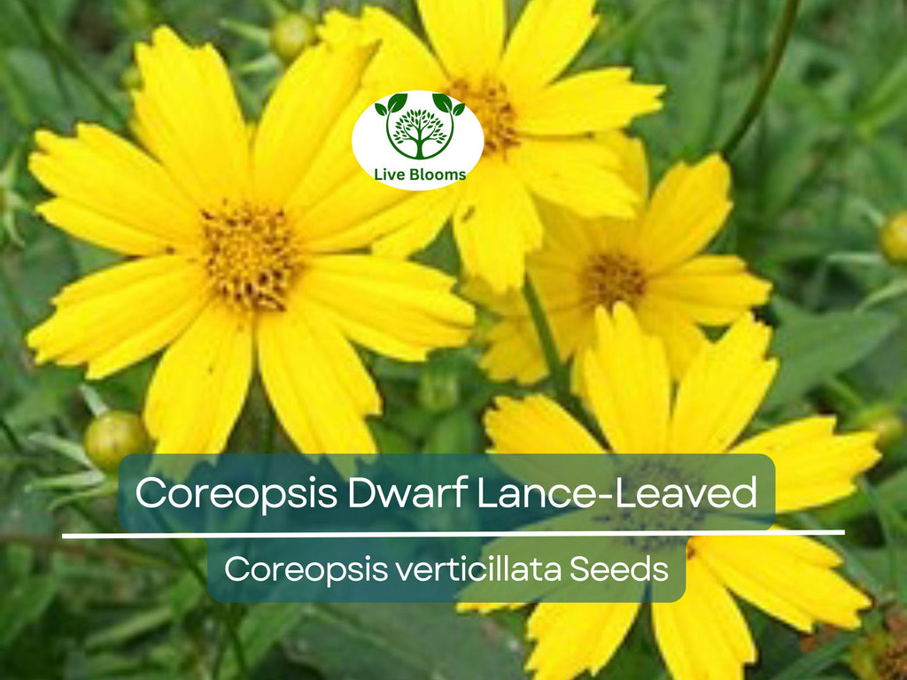 500 Seeds Coreopsis Dwarf Lance-Leaved Tickseed Perennial Non-GMO Butterflies Flower, Coreopsis verticillata, Yellow Garden Plants