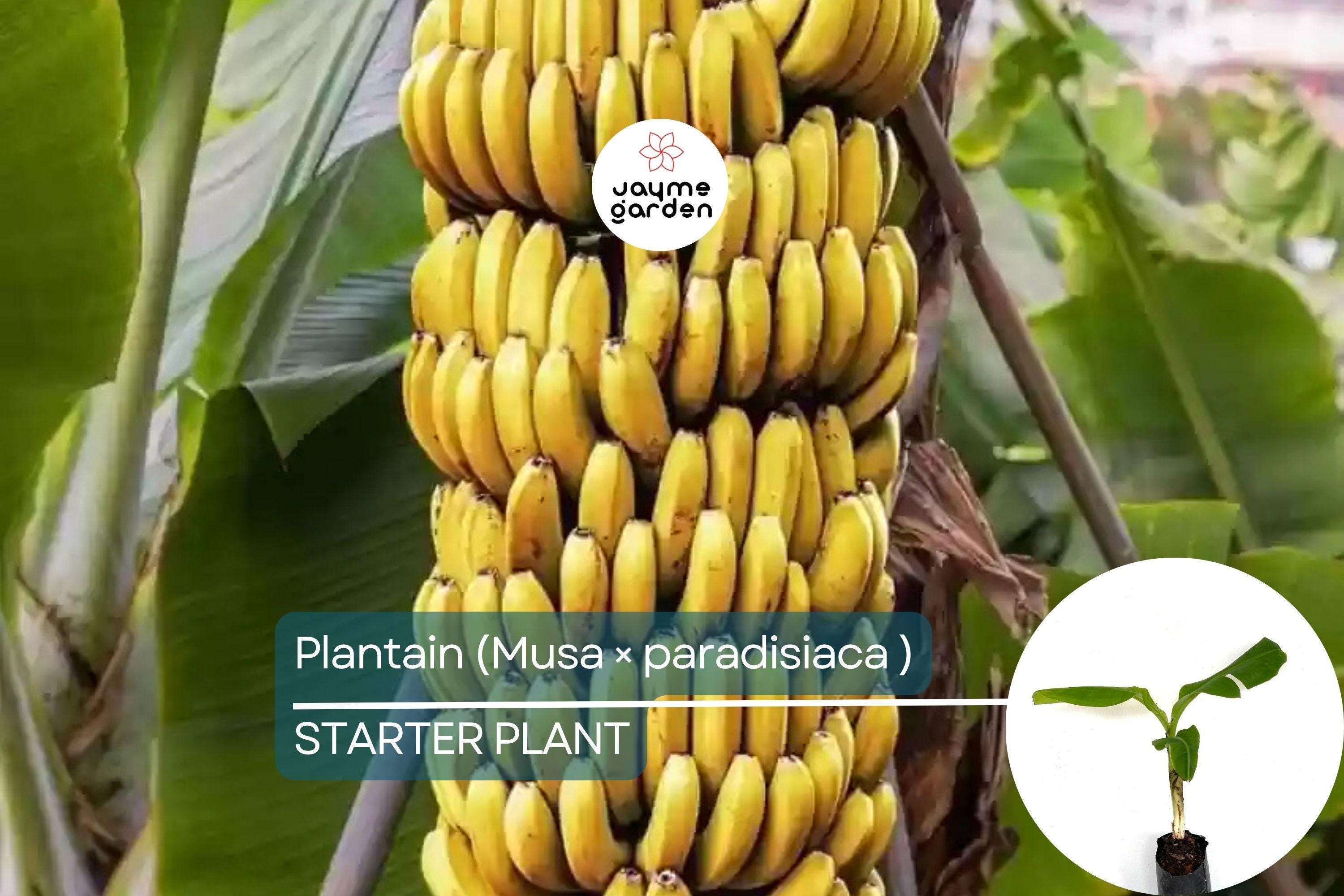 Plantain Starter Plant - Musa × paradisiaca Live Tropical Fruit Tree 1’-2’, Ideal for Growing Fresh, Nutritious, and Versatile Fruit at Home