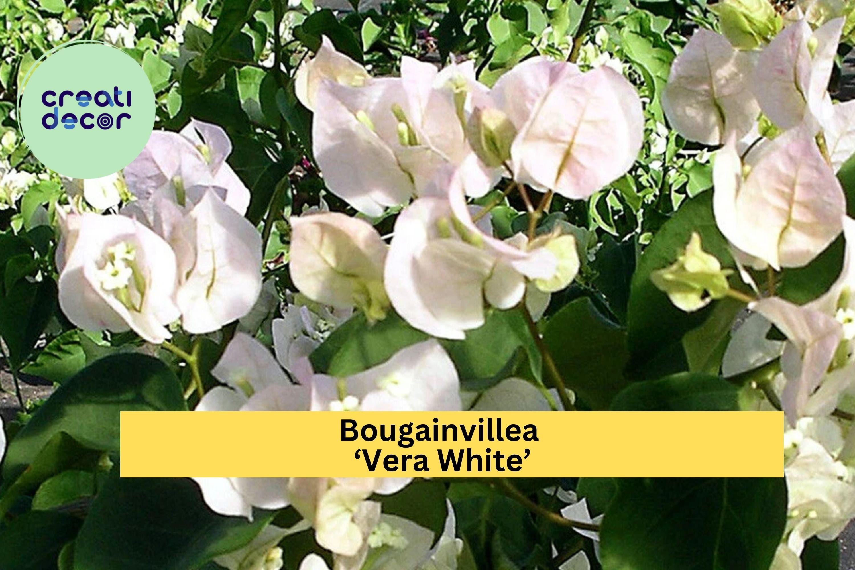 Bougainvillea ‘Vera White’ Live Starter Plug Plant – Well Rooted USA Seller, Tropical White Flower Vine, Fast-Growing Outdoor Plant