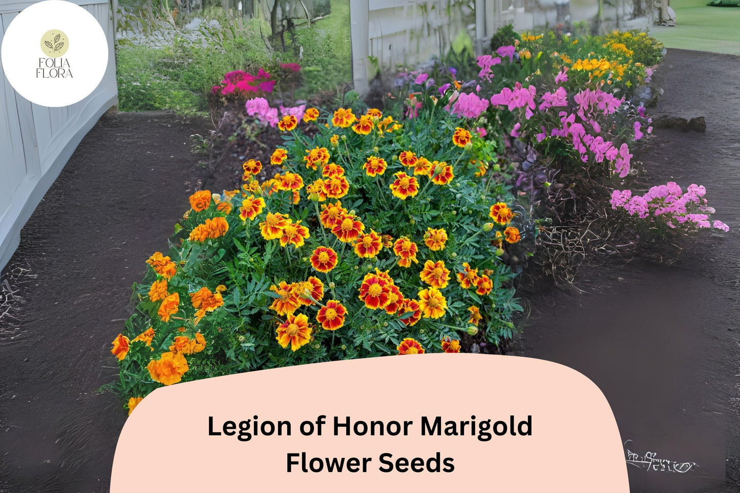 25+ Legion of Honor Marigold Seeds | Tagetes patula | French Marigold | Compact Yellow & Red Blooms for Garden Planting