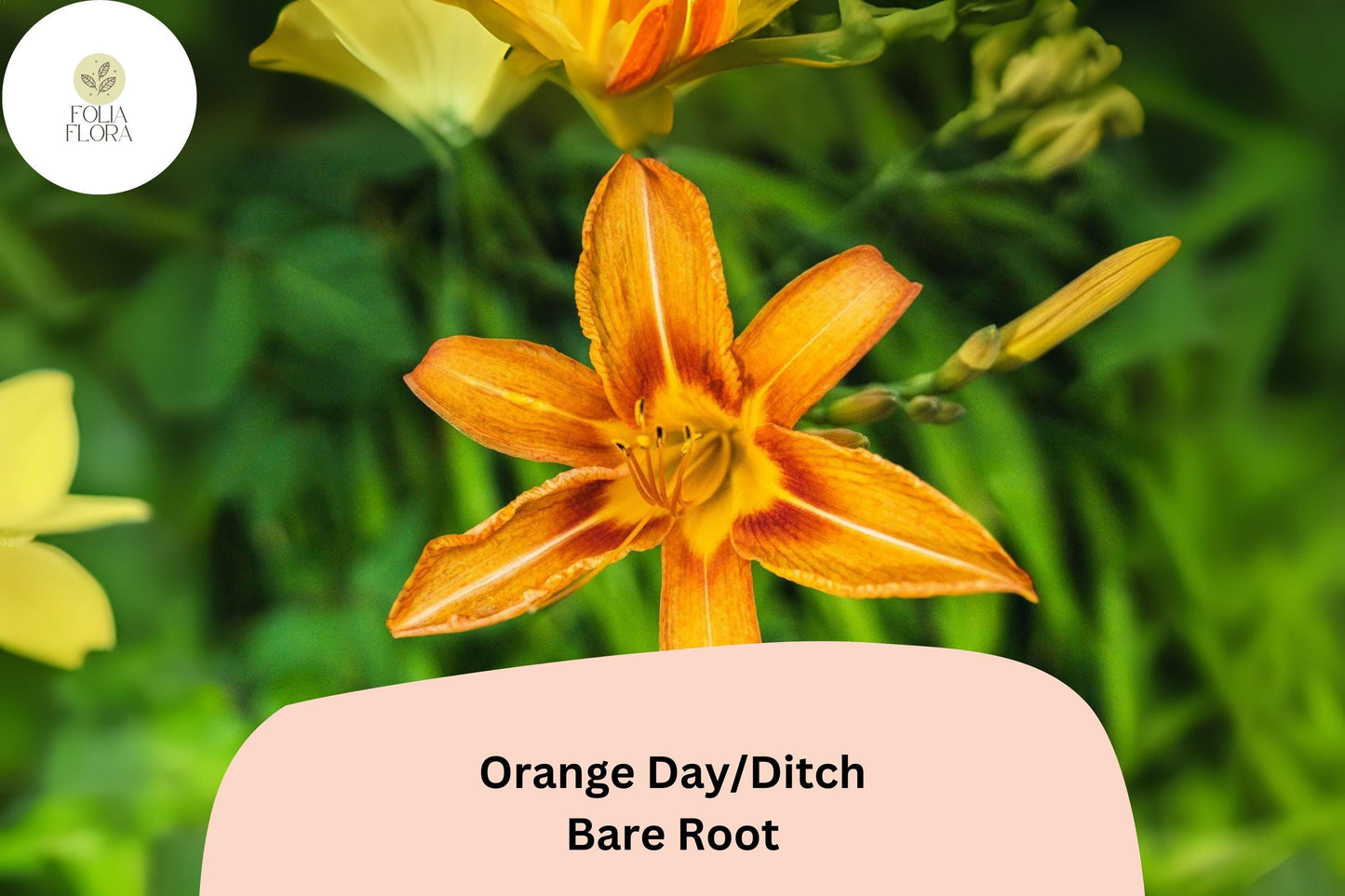 100 Orange Daylily Bare Root Plants | Hemerocallis fulva Perennial Ditch Lily for Garden Borders