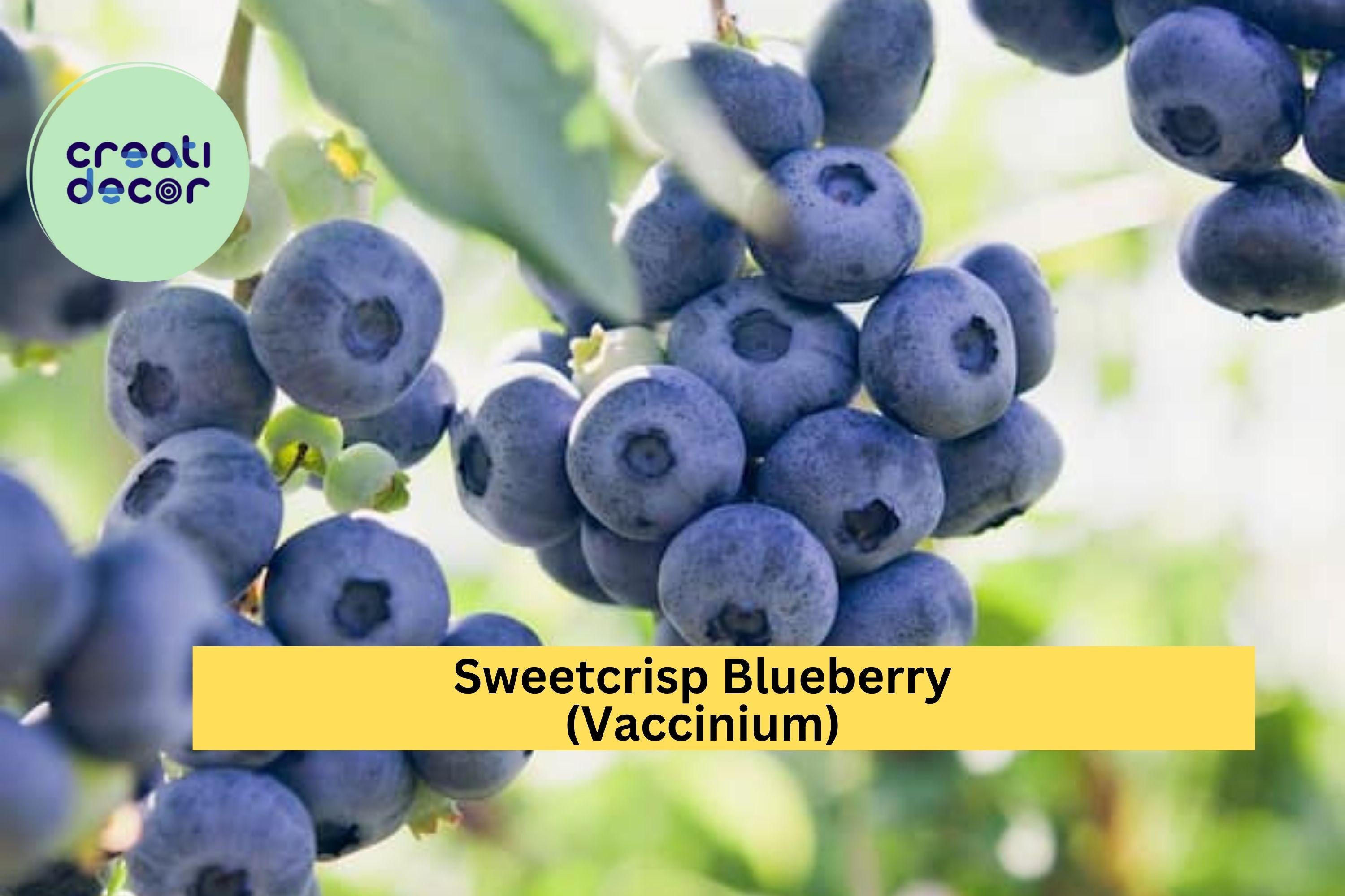 Sweetcrisp Blueberry Plant – Live Vaccinium Bush, 1-Quart Size Shipped Bare Root, High-Yield Sweet Berry Plant for Zones 6–9