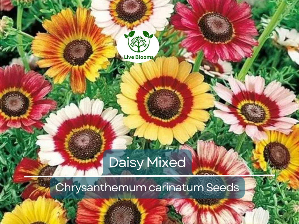 200 Seeds Painted Daisy Mixed Colors, Pollinators & Butterflies, Perennial, Non-GMO, Chrysanthemum Flowers, Garden Plants, Easy to Grow