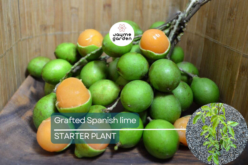 Grafted Spanish Lime Tropical Fruit Tree 12”-24” - Exotic Mamoncillo, Genip, Quenepa Delight for Your Garden