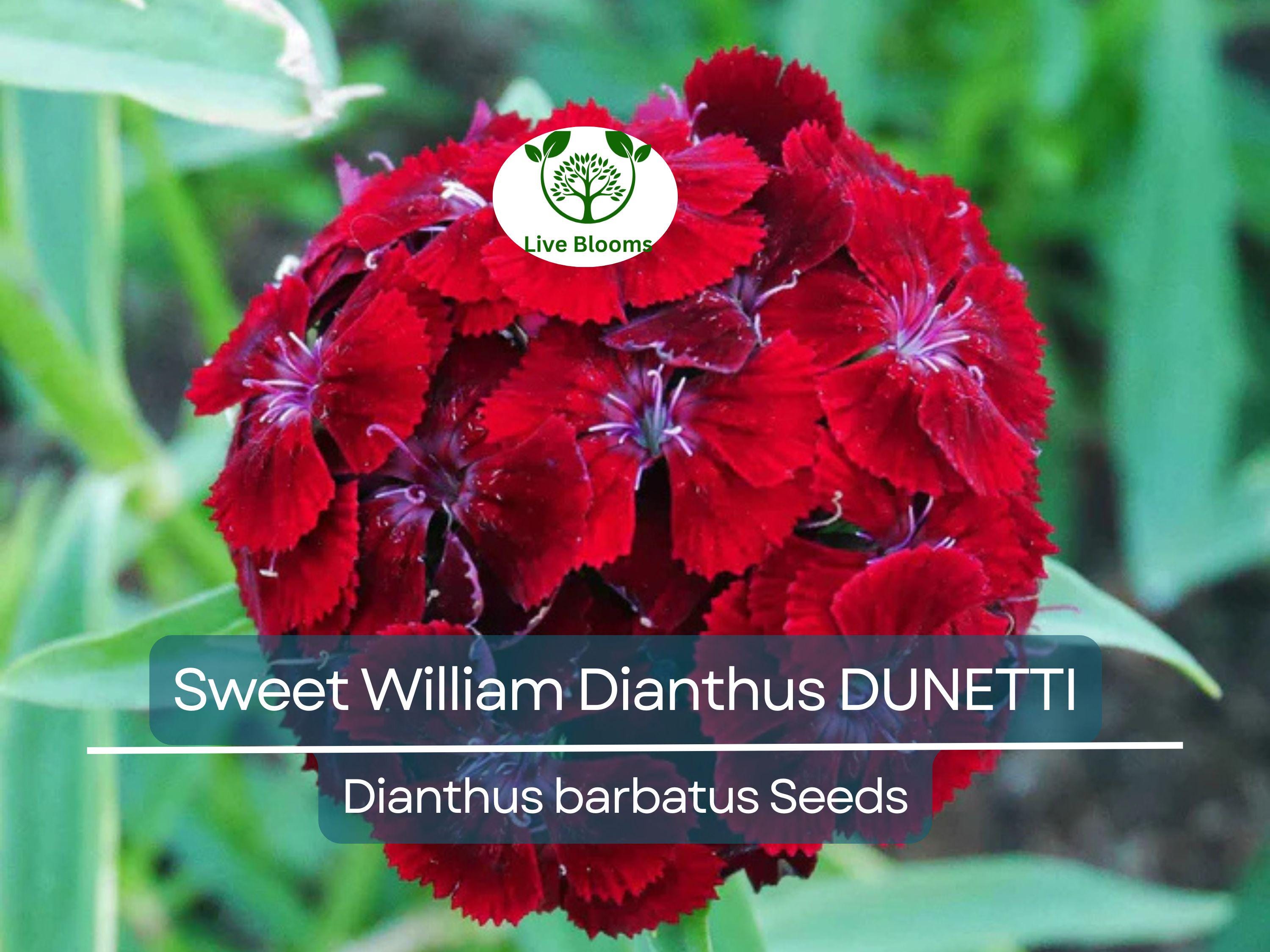 200 Seeds Sweet William Dianthus DUNETTI Red Flowers - Dianthus barbatus Non-GMO, Spring Blooms, Attracts Butterflies, Easy to Grow Seeds