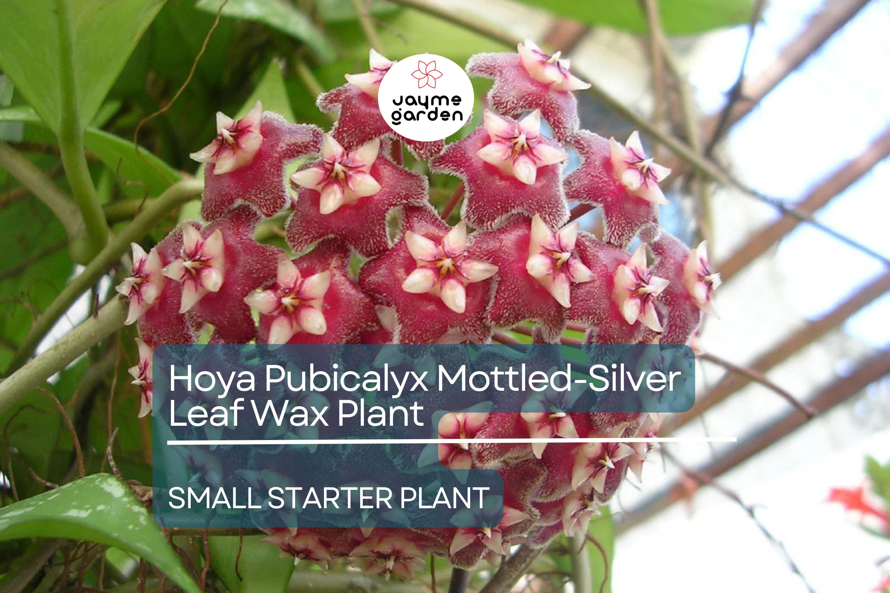 Hoya Pubicalyx Starter Plant - Mottled-Silver Leaf Wax Plant, 5" Tall - Tropical Vining Houseplant with Stunning Foliage & Fragrant Blooms