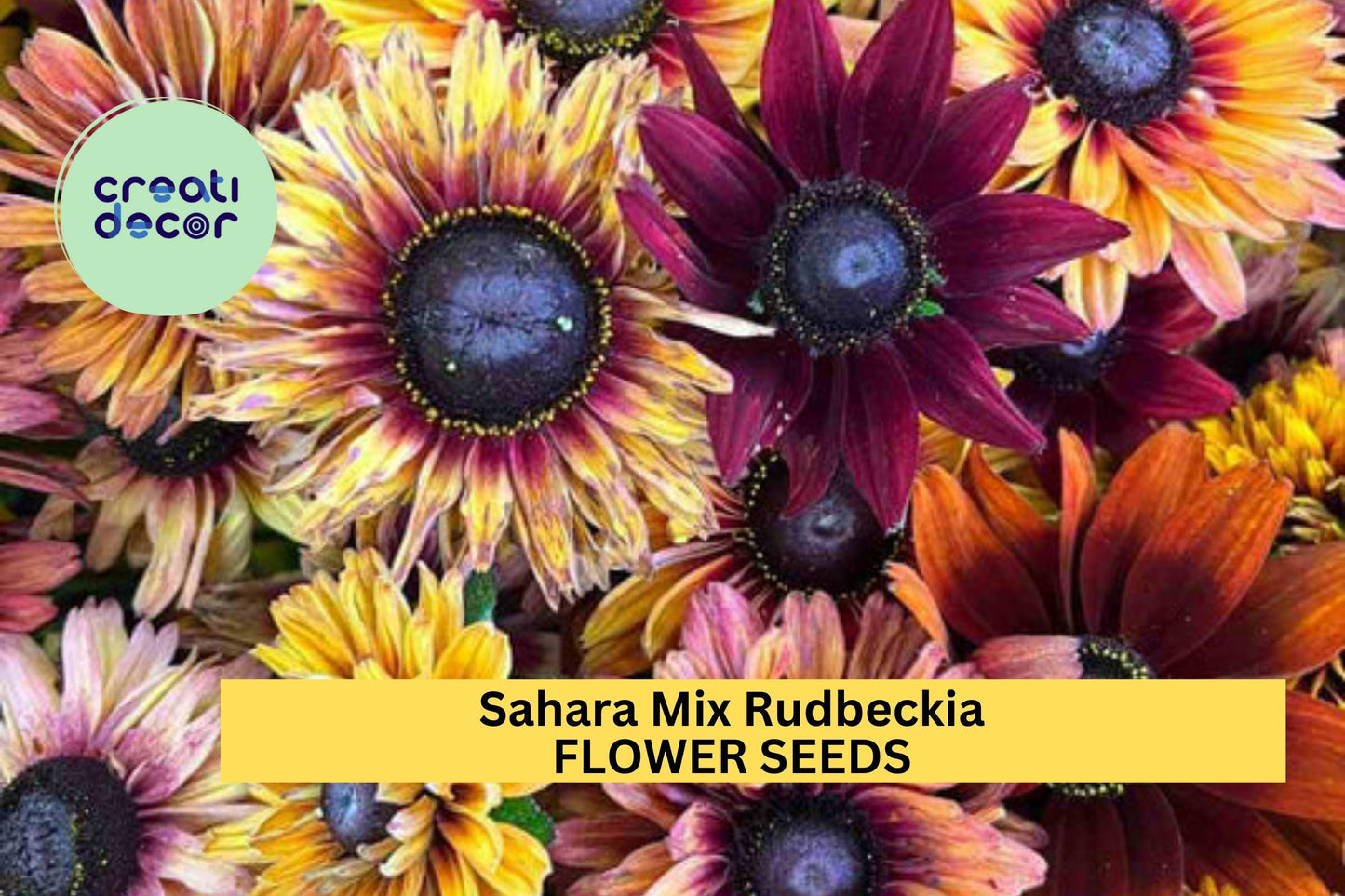 200+ Sahara Mix Rudbeckia Seeds – Warm Rustic Blooms for Garden Planting, Drought-Tolerant Flowers for Beds & Pollinators – USA