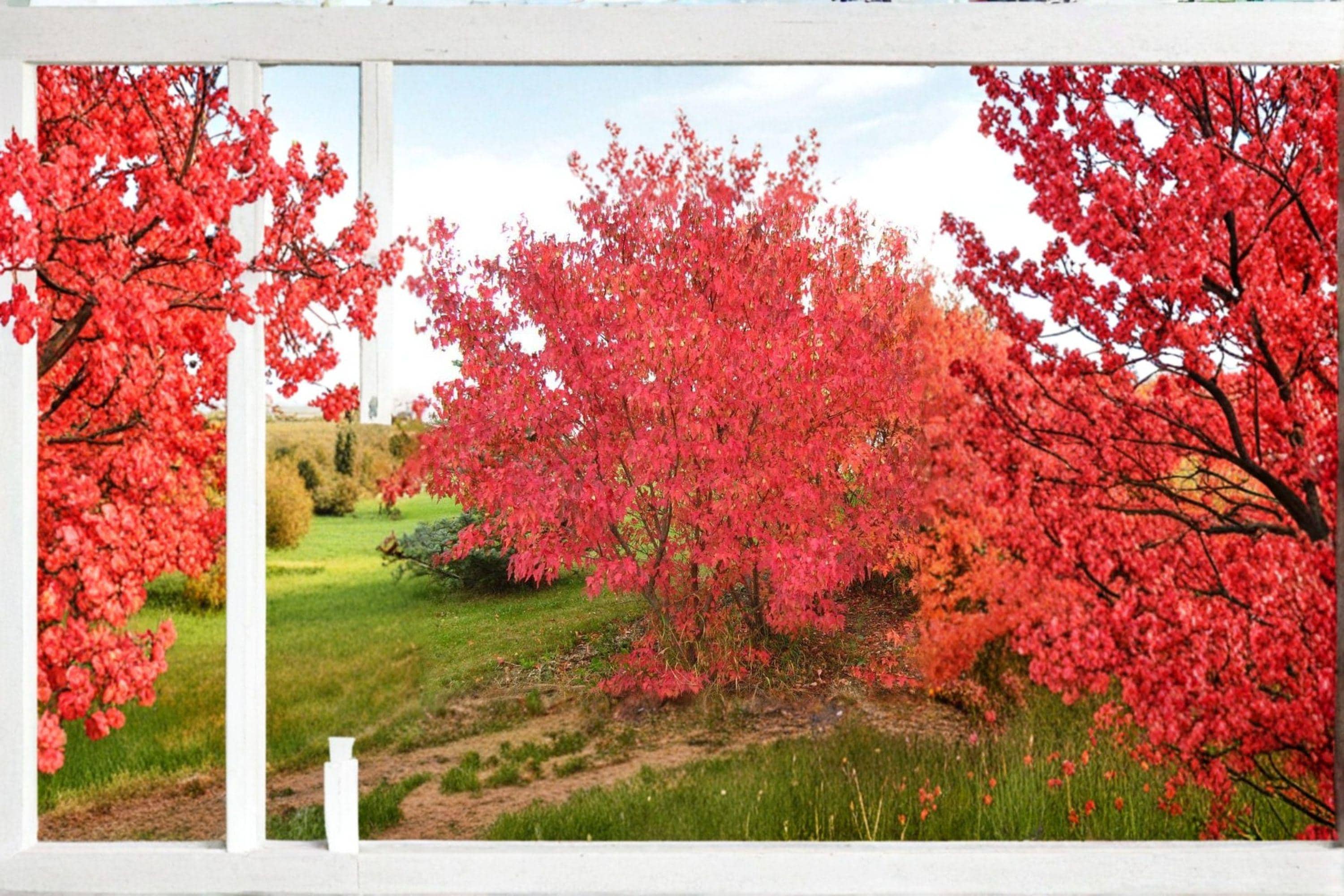 Amur Maple – Acer ginnala 10 Seeds | Brilliant Red Fall Color | Hardy Ornamental Maple | Compact Landscape Tree