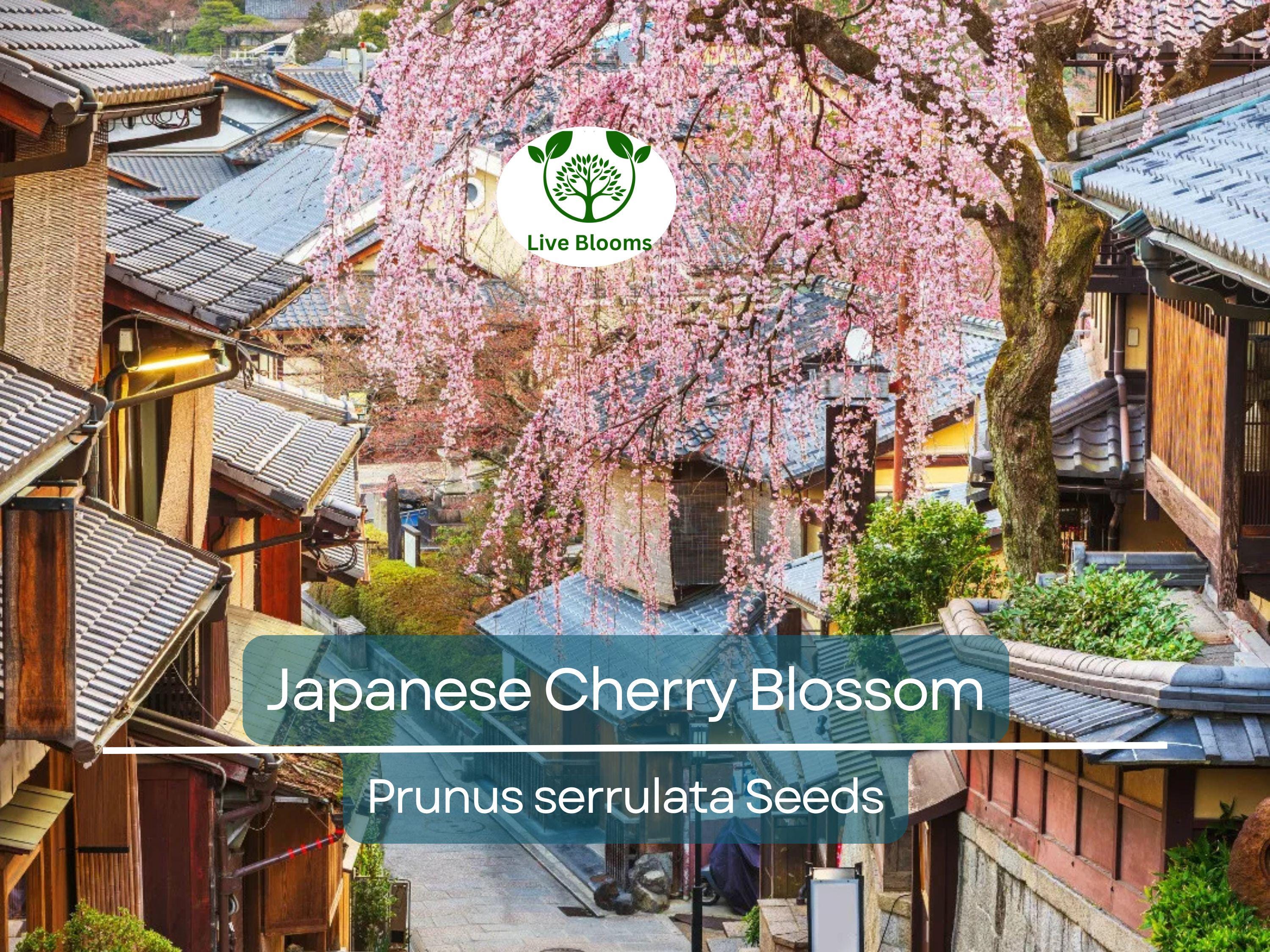 20 Japanese Cherry Blossom Tree Seeds (Prunus serrulata) | Pink Flowering Sakura Bonsai, Beautiful Spring Blooms, Ornamental Tree