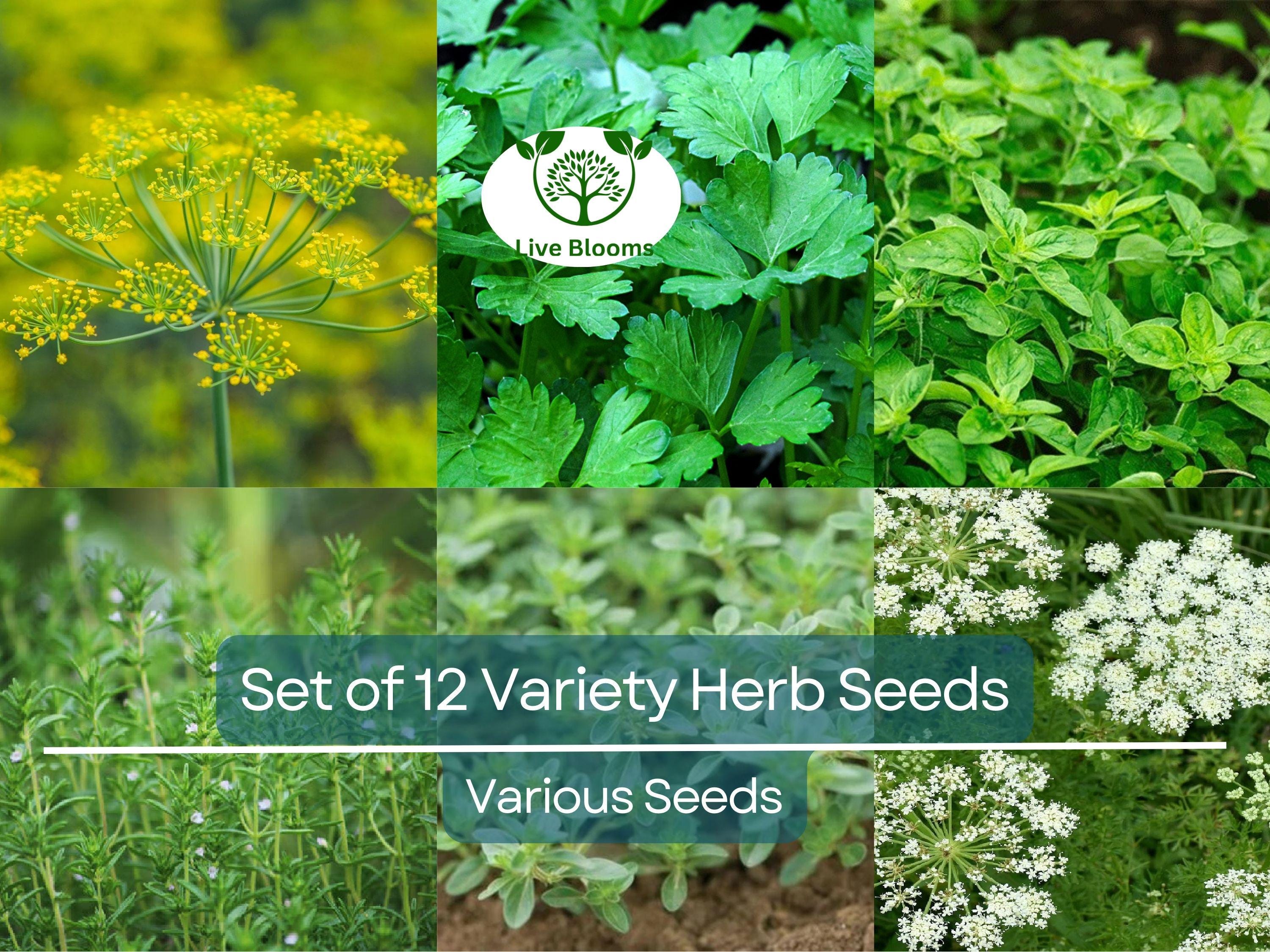 Set of 12 Culinary Herb Seeds – Basil, Parsley, Cilantro, Thyme, Dill, Arugula, Lavender, Non-GMO, Heirloom