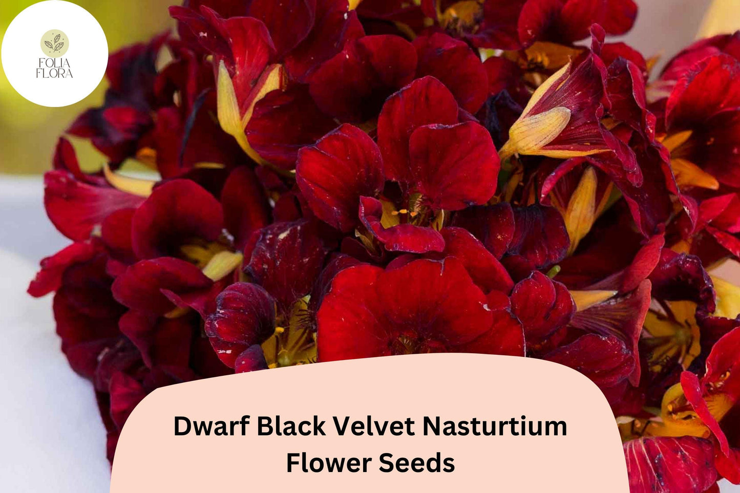 50+ Dwarf Black Velvet Nasturtium Seeds | Tropaeolum majus | Deep Burgundy-Red Blooms