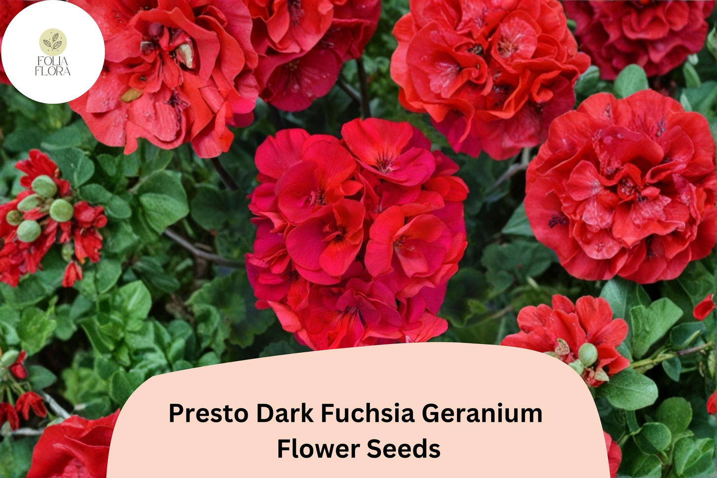 25+ Presto Dark Fuchsia Geranium Seeds for Garden Planting – Bold Fuchsia Blooms, Easy to Grow Perennial Flower