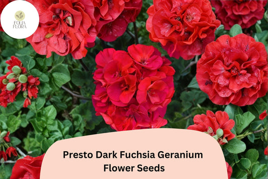 25+ Presto Dark Fuchsia Geranium Seeds for Garden Planting – Bold Fuchsia Blooms, Easy to Grow Perennial Flower