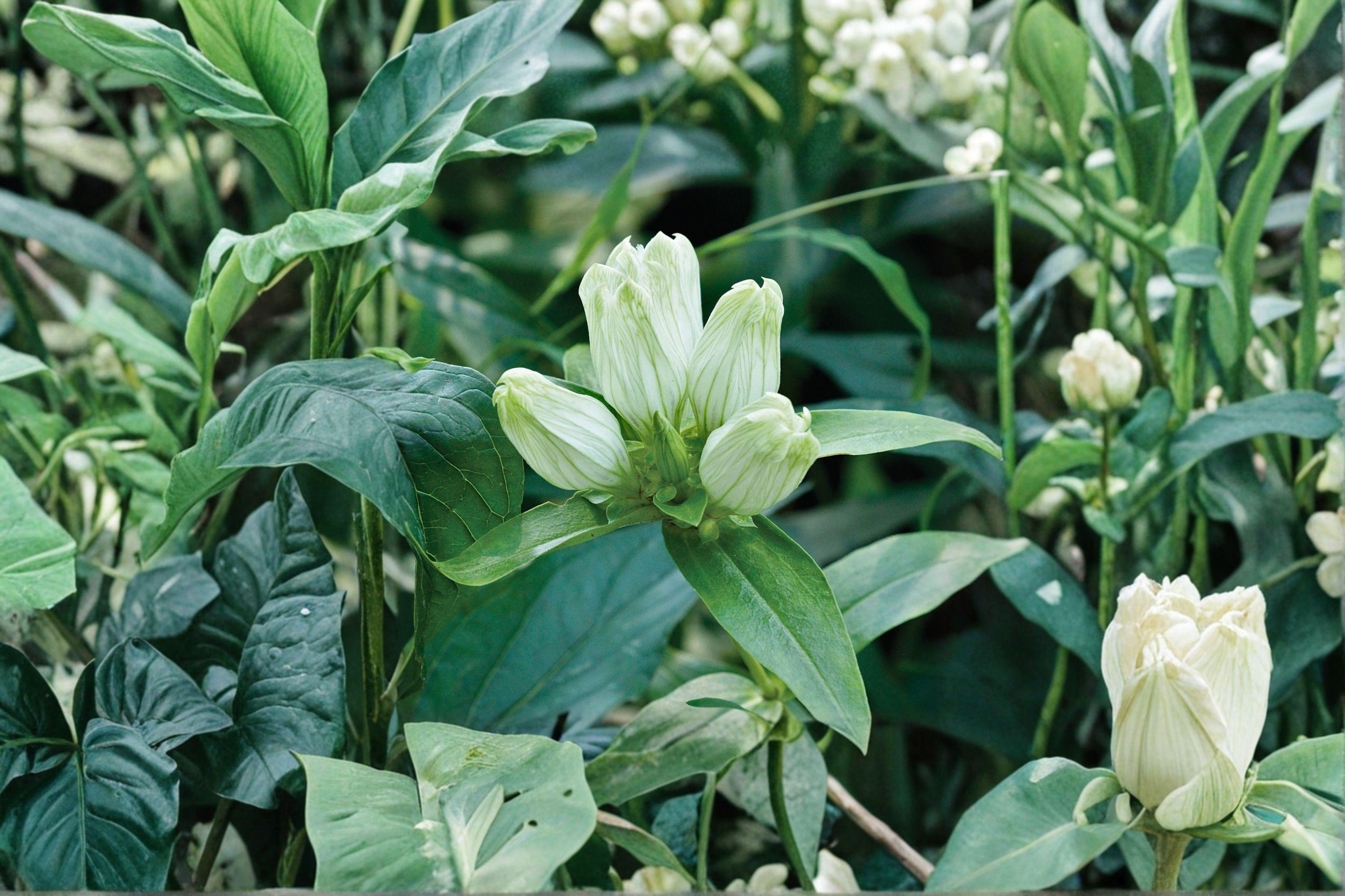 Cream Gentian Seeds – Gentiana flavida | 100 Seeds | Native Wildflower for Pollinator & Woodland Gardens