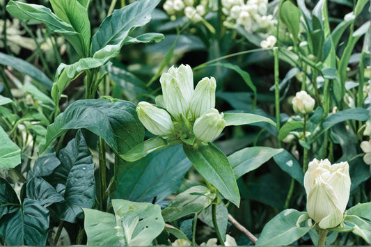 Cream Gentian Seeds – Gentiana flavida | 100 Seeds | Native Wildflower for Pollinator & Woodland Gardens