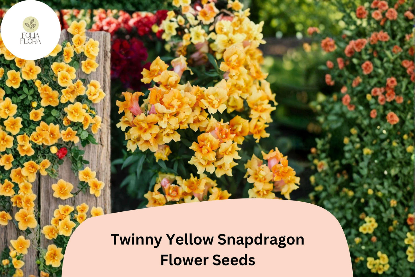 1000+ Twinny Yellow Shades Snapdragon Seeds | Antirrhinum majus | Double Yellow Blooms for Beds & Borders