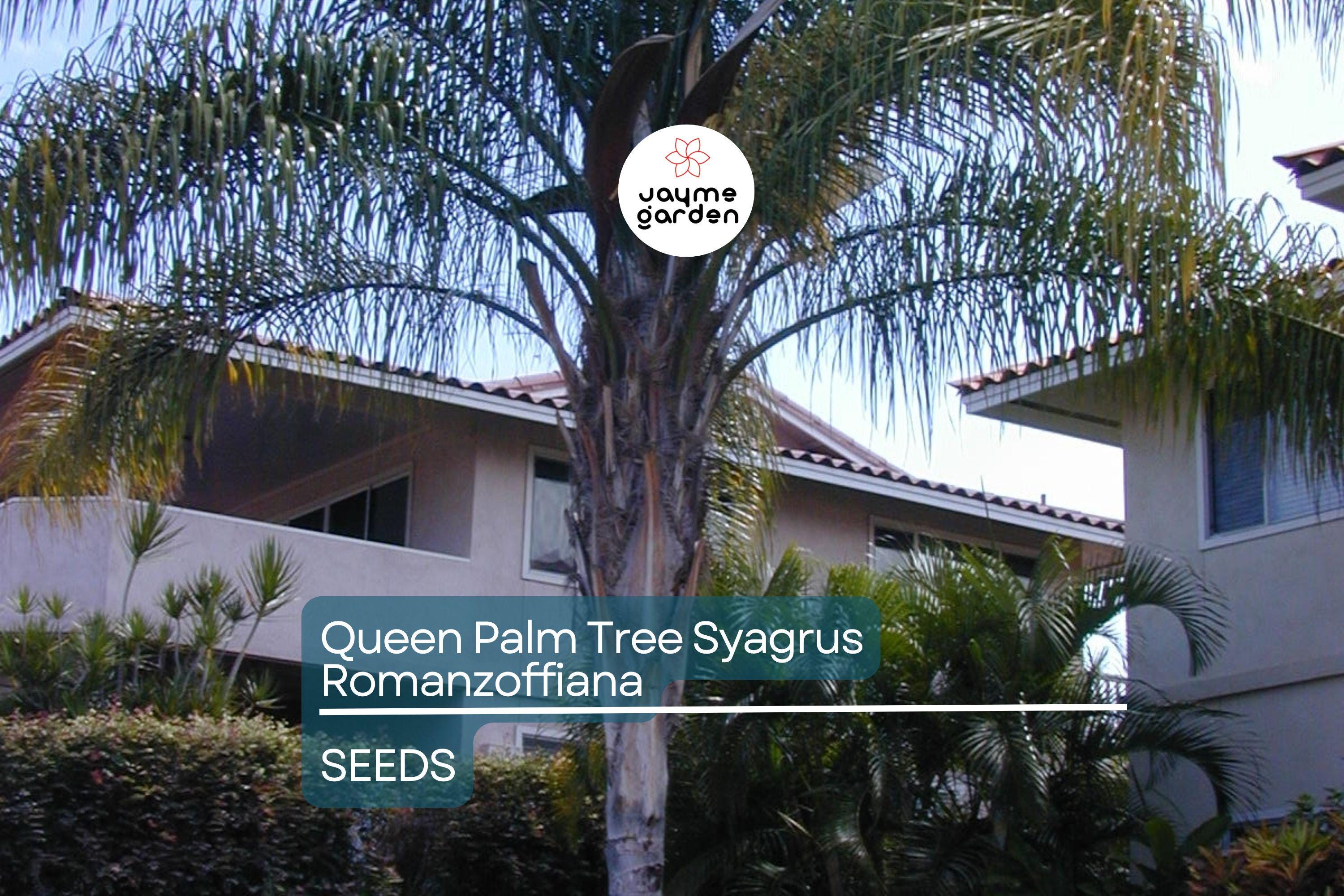 25+ Tropical Queen Palm Seeds - Syagrus Romanzoffiana - Ready to Grow, Fast-Growing Palm Tree