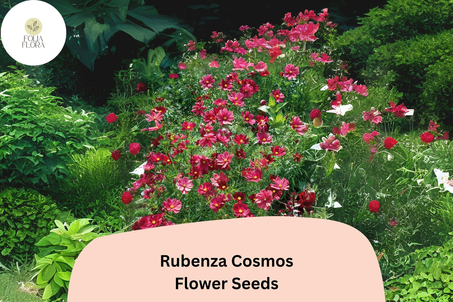 200+ Rubenza Cosmos Seeds | Cosmos Bipinnatus Deep Ruby Red Blooms | Annual Garden Flower Seeds for Planting
