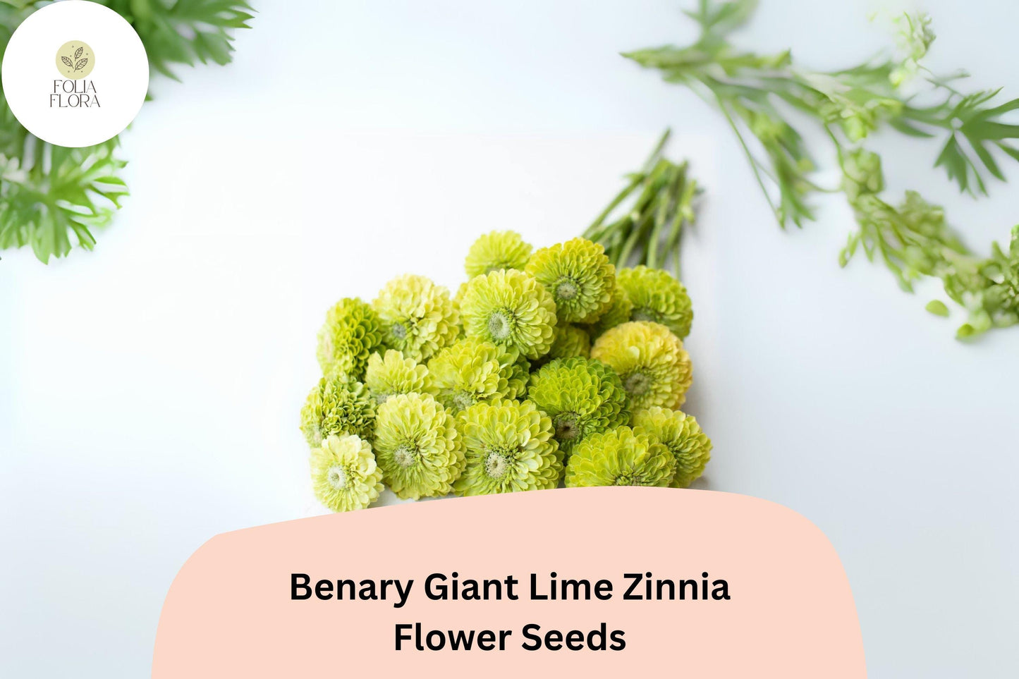 100+ Benary Giant Lime Zinnia Seeds – Unique Green Blooms for Cut Flowers & Summer Gardens