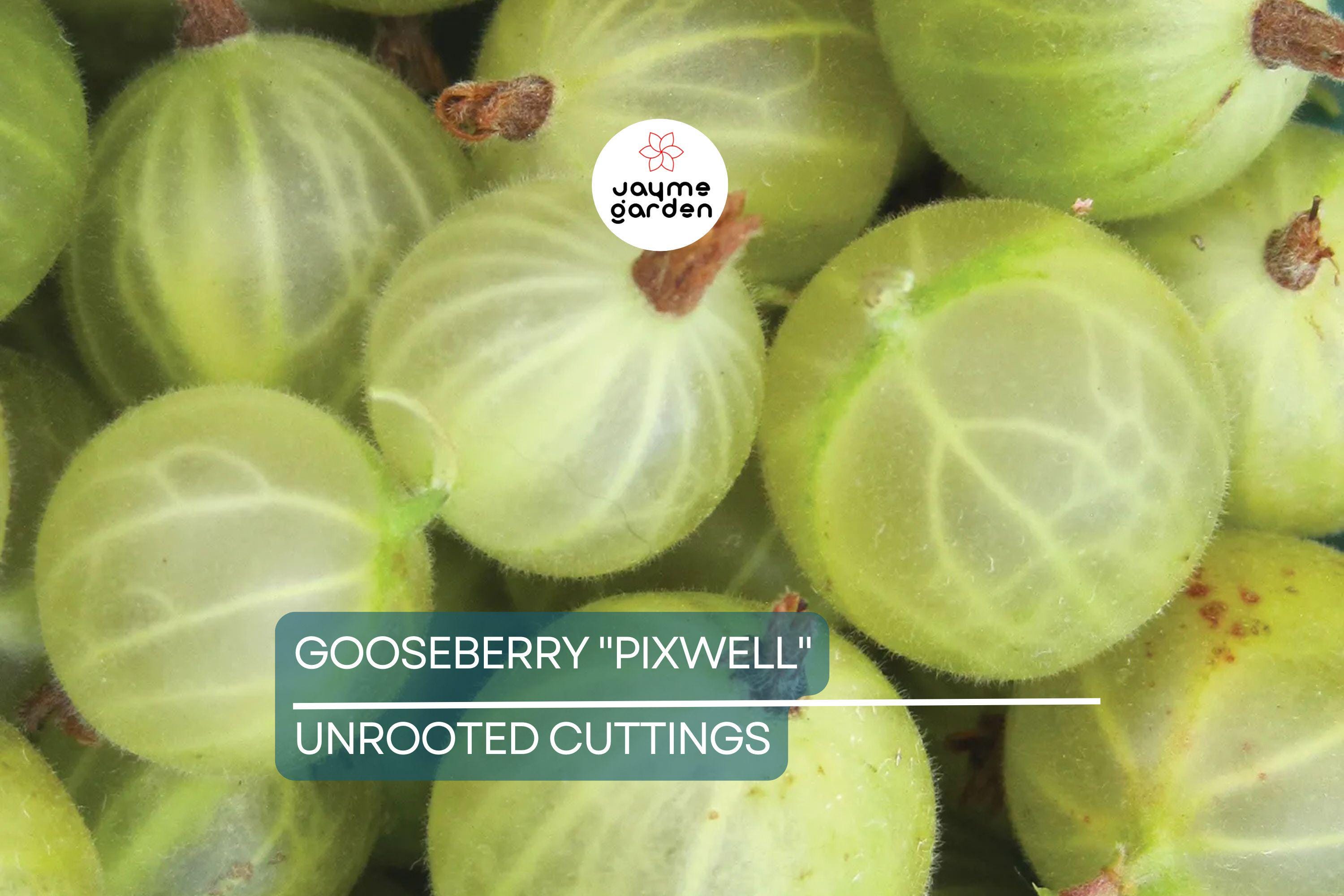 Gooseberry "Pixwell" - 6 Organic Hardwood Cuttings (Scion Wood) 6-9" - Easy Care, Tart Pink Berries, Ideal for Edible Landscaping