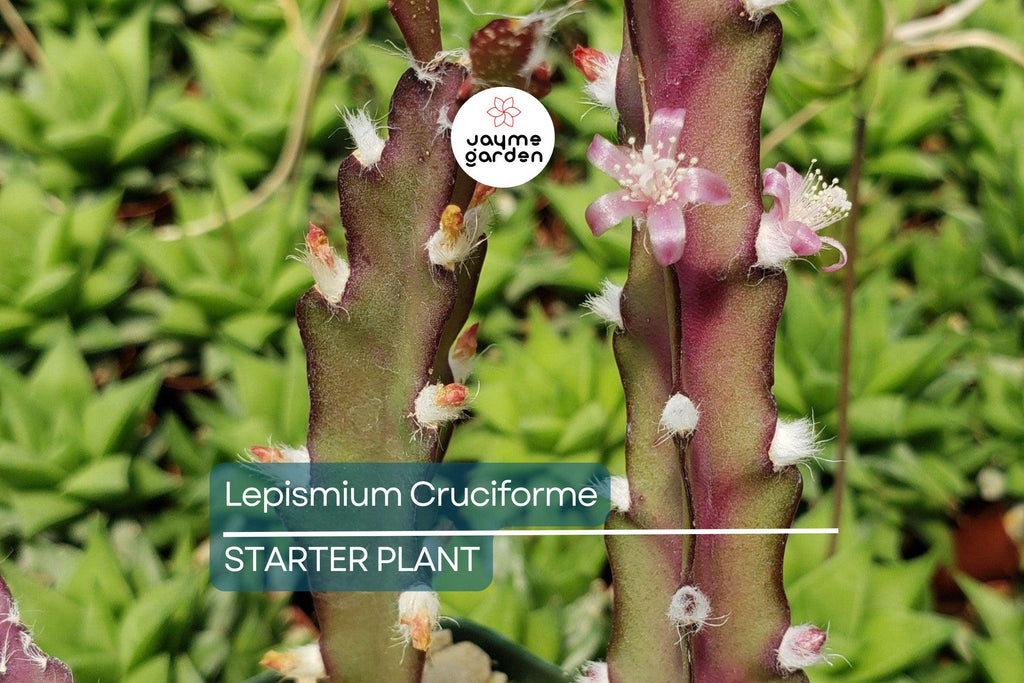 Lepismium cruciforme Super Red Clone | Jungle Cactus Cutting with Pink Flowers & Red Fruits | Rare Hanging Succulent