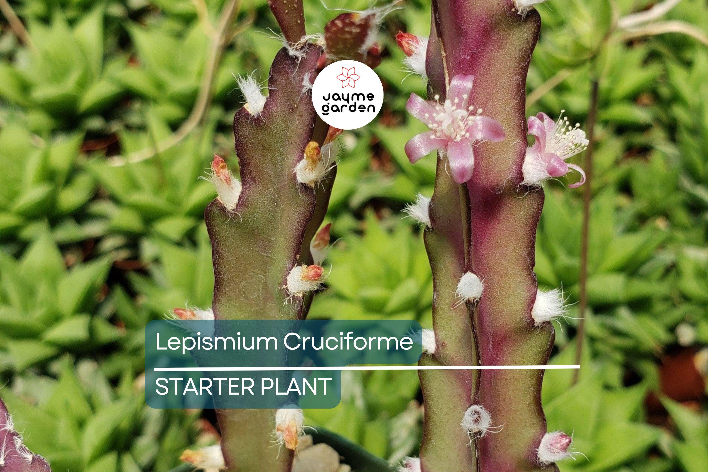 Lepismium cruciforme Super Red Clone | Jungle Cactus Cutting with Pink Flowers & Red Fruits | Rare Hanging Succulent