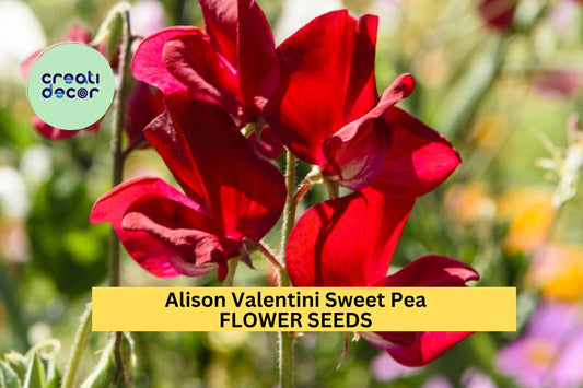 50+ Alison Valentini Sweet Pea Seeds – Lavender Fragrant Blooms for Garden Planting, Climbing Vines for Trellises & Bouquets – USA