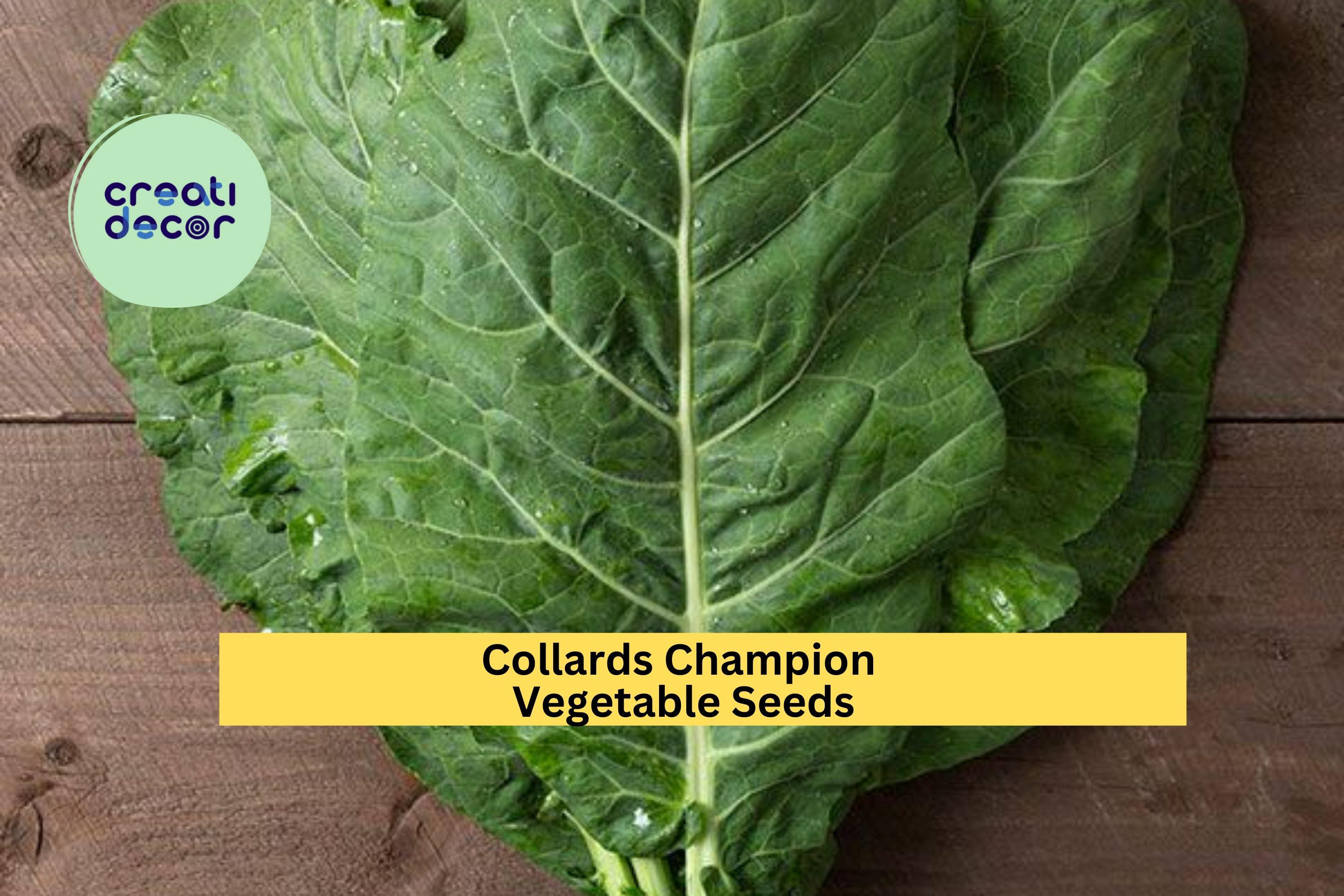 3pcs x 1g Collards Champion Seeds – Heirloom Green Leaves for Garden Beds, Raised Rows, or Container Growing Seeds for Planting