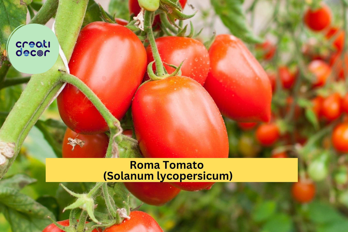 Roma Tomato Live Plants – Set of 3 – 6–10” Tall Garden Vegetables – Solanum lycopersicum Roma Variety