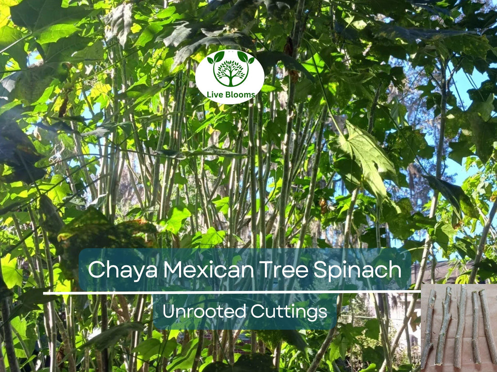10 Organic Chaya Mexican Tree Spinach Unrooted Cuttings - Cnidoscolus aconitifolius, Superfood, Easy to Grow, Edible Leaf Plant Cuttings