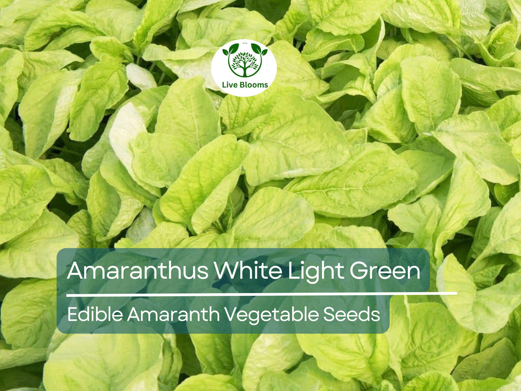 500 Edible Amaranth Seeds - Amaranthus White Light Green | Chinese spinach | Nutritious Leafy Green for Planting, Gardening & Culinary Use